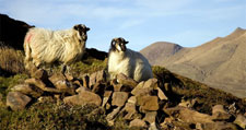 Ireland-North County Kerry-Hiking - Dingle Way